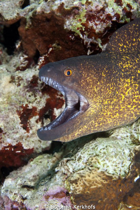 Yellowmargin moray taken in Na'ama Bay. by Stephan Kerkhofs 