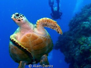 Cozumel at Palancar Gardens 
September 2009
Camera:  Se... by Alain Deroy 