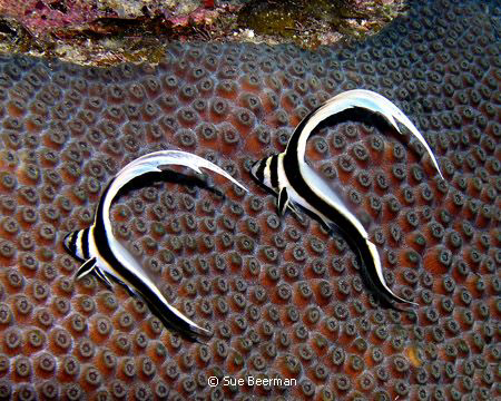 Two Juvenile Spotted Drums in Utila by Susan Beerman 