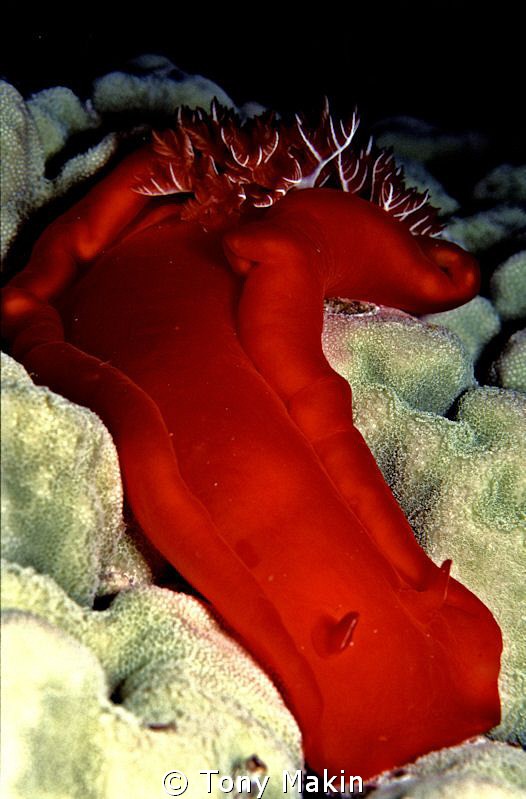 Spanish dancer by Tony Makin 