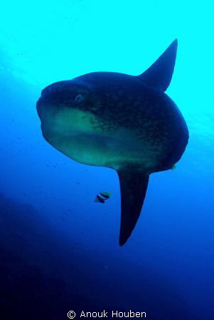 My first mola mola encounter.
 by Anouk Houben 