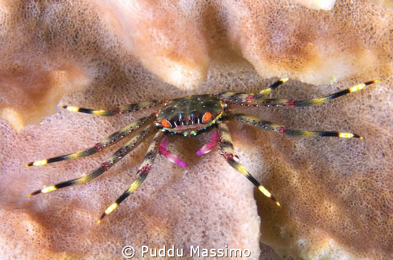 coloured crab in lombok,nikon d2x 60 mm macro by Puddu Massimo 