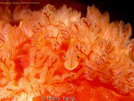 Spanish dance & shrimp 2009/10/17 ,Kenting,TAIWAN..
Casi... by Harry Yang 