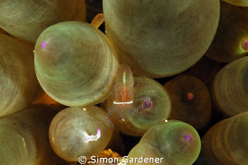 shrimp, shot with nikon D70s with 105mm macro by Simon Gardener 