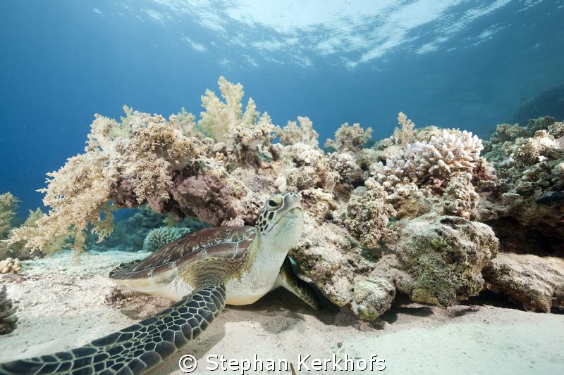 Juvenile green turtle taken at Yolanda Reef. by Stephan Kerkhofs 