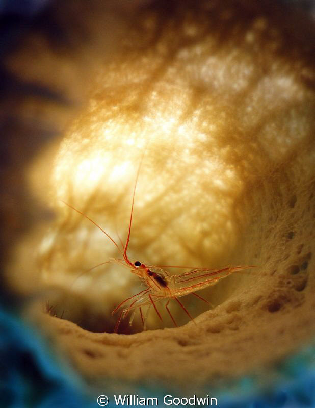 Sideways Peppermint Shrimp in Branching Vase Sponge... 55... by William Goodwin 