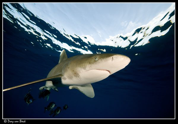 oceanic season's started... by Dray Van Beeck 