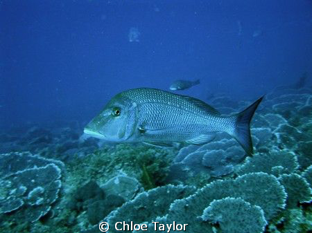 Another dive at the Abrolhos ;) by Chloe Taylor 