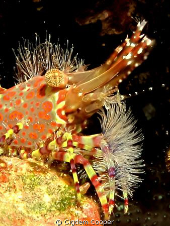 Marbled shrimp by Cigdem Cooper 