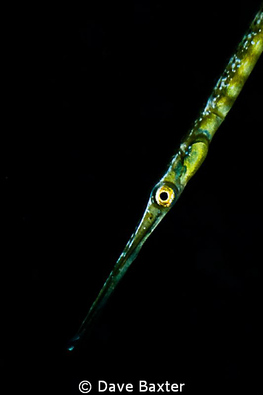 found this swimming along trying to look like the sea weed by Dave Baxter 