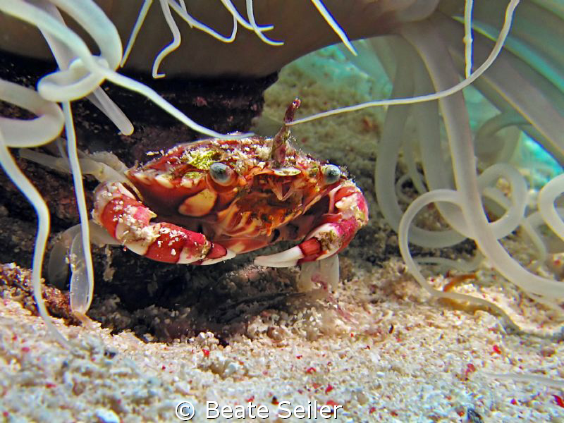 Porcelan crab , taken at wakatobi with Canon S70 and UCL165 by Beate Seiler 