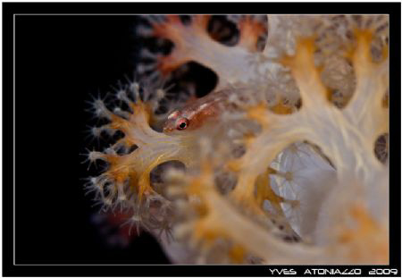 Soft coral goby.....    Fuji S5 Pro/105 VR by Yves Antoniazzo 