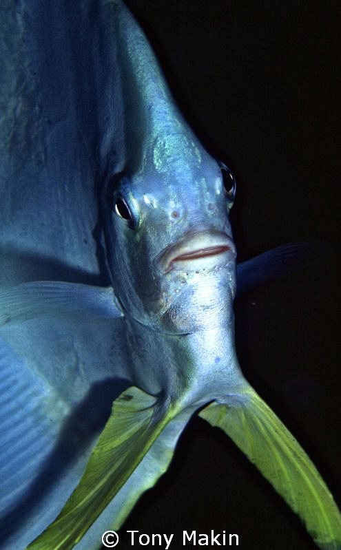 Bat fish by Tony Makin 
