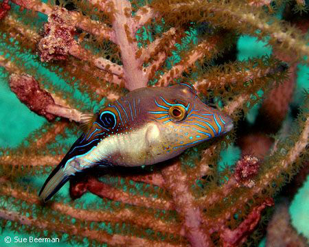 Sharpnose Puffer in Utila by Susan Beerman 