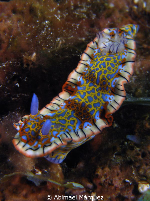 Nudi by Abimael Márquez 