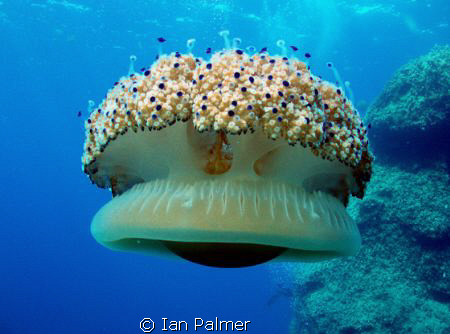 Fried Egg Jellyfish - Details as previous entry by Ian Palmer 
