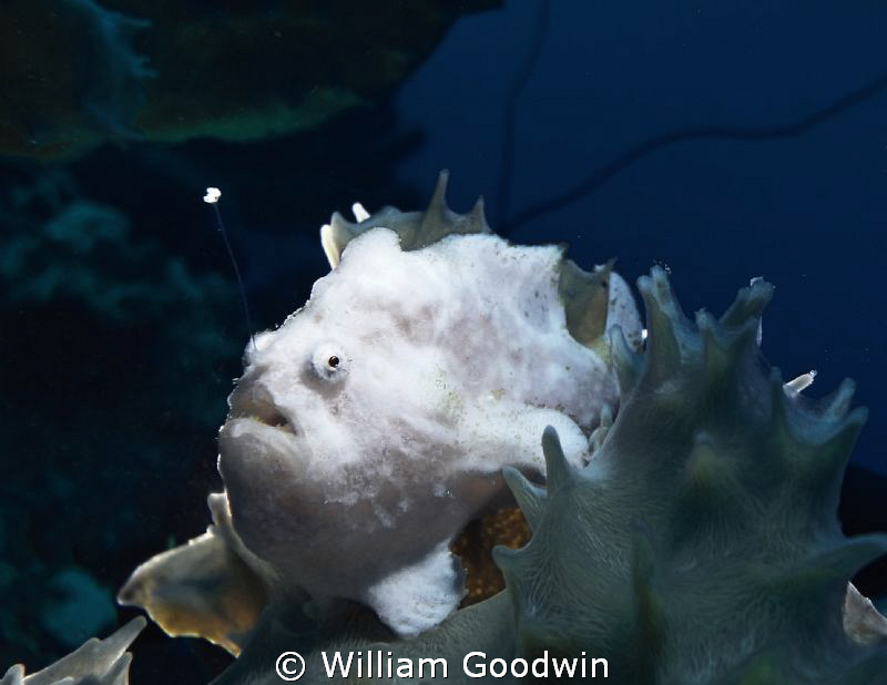 I never realized until now how difficult it is to photogr... by William Goodwin 