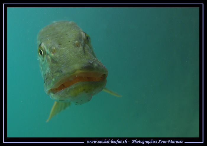 "Bouuuuuuuuh"... Que du bonheur... :O)... by Michel Lonfat 