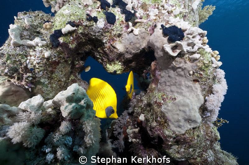 Masked butterflyfish taken in Ras Kati. by Stephan Kerkhofs 