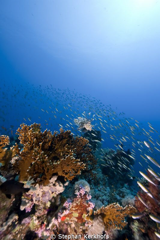 Scenery at Yolanda reef, Ras Mohammed. by Stephan Kerkhofs 