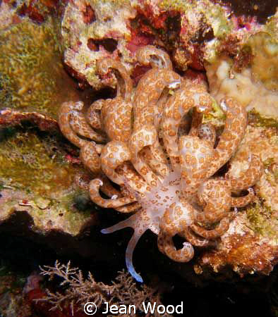 Facelinidae 
Phyllodesmium longicirrum
also known as a ... by Jean Wood 