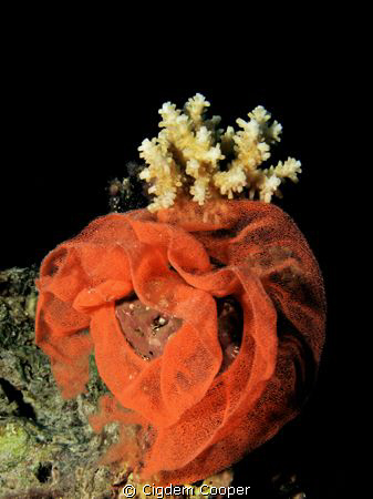 Spanish dancer eggs. by Cigdem Cooper 