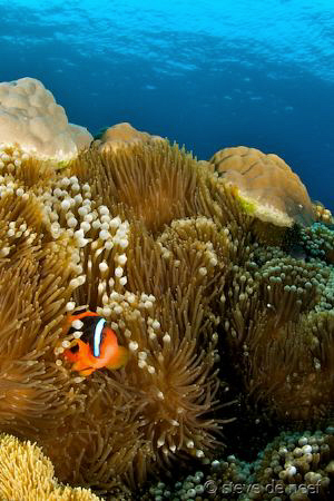 Clownfish city, Apo Island. by Steve De Neef 