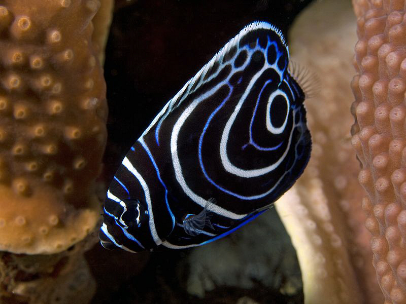 Juvenile Emperor Angelfish. East of Dili, East Timor by Doug Anderson 