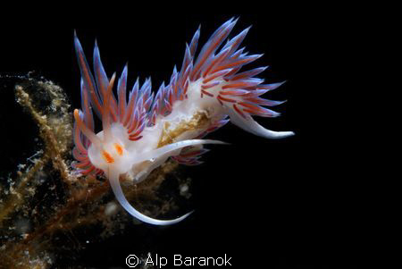 I took this nudi shot @ Bodrum/Turkiye. by Alp Baranok 