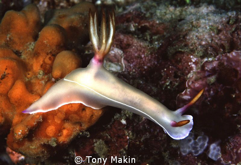 Nudibranch Mabul by Tony Makin 