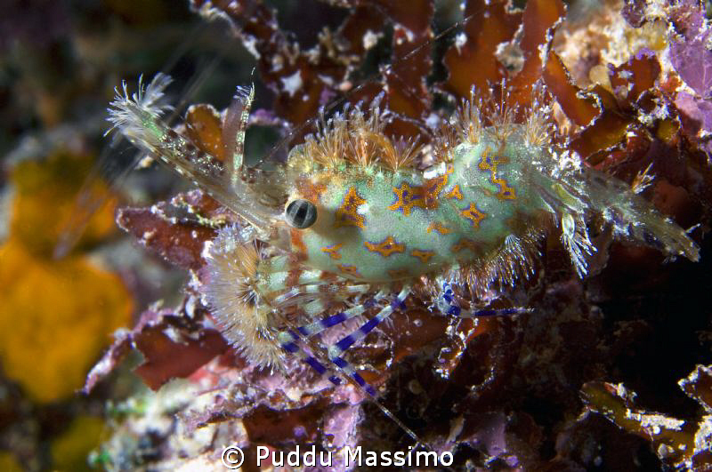 nikon d2x 60mm macro,night dive by Puddu Massimo 