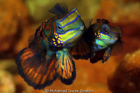 Mating time - Mandarin Fish by Mohamad Izwas Ibrahim 