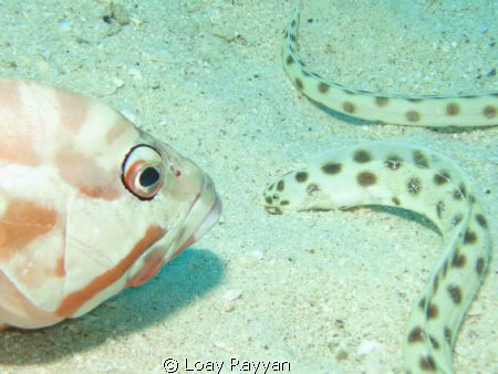 Kiss me by Loay Rayyan 
