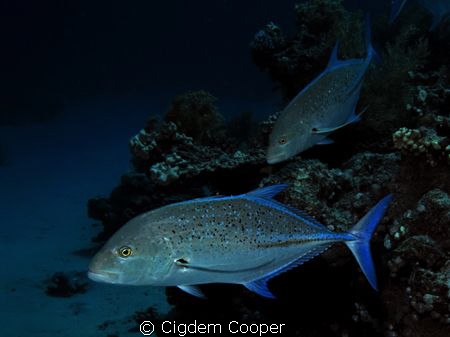 Bluefin trevally by Cigdem Cooper 