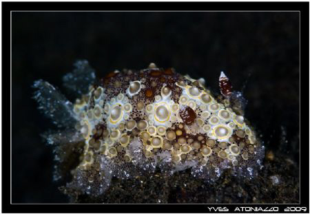Fried eggs Hoplodoris      Fuji S5 pro/105 VR by Yves Antoniazzo 
