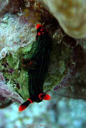 Nembrotha kubaryana
Hoga Island
Wakatobi by Ed Wood 