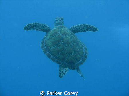 Turtle on Mike's Wreck in Key Largo. by Parker Corey 