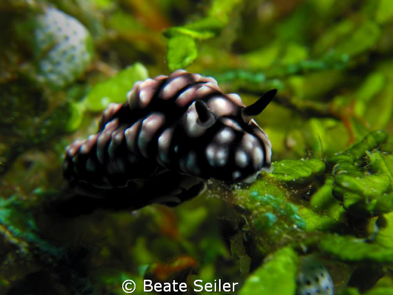 Nudi on halameda , taken at Wakatobi with Canon S70 and U... by Beate Seiler 