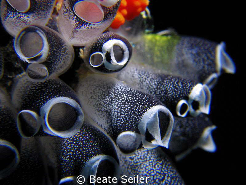 Sea squirt , taken at Wakatobi with Canon S70 an UCL165 by Beate Seiler 