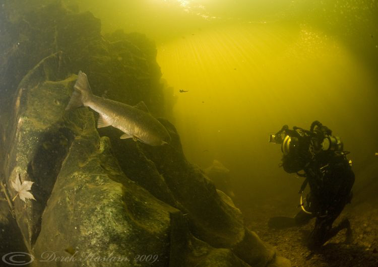 Mr T taking a shot of a wild Salmon. River Lune. D3, 16mm. by Derek Haslam 