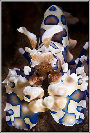 Harlequin shrimp by Erika Antoniazzo 