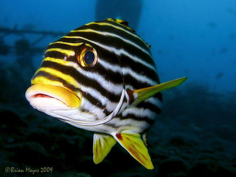 No trout pout here, only my sweet lips. :-) by Brian Mayes 