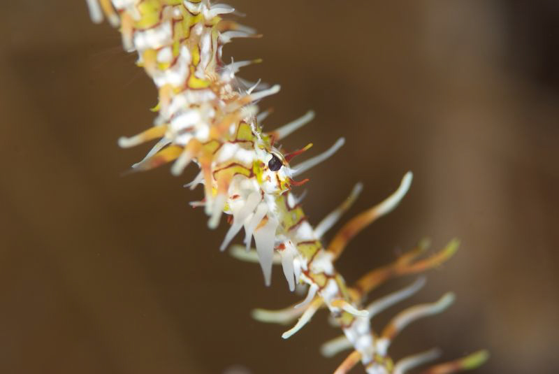 Super Macro of Ghost Pipe Fish
105mm with a +4 Diopter by Chris Holman 