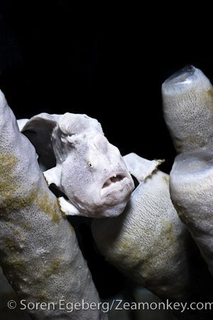 Little white froggie hangout in the coral. by Soren Egeberg 