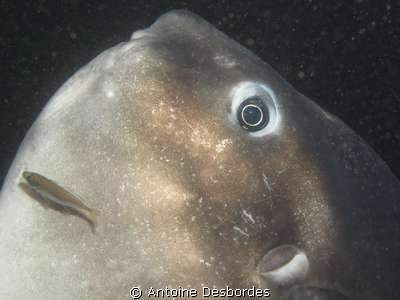 Ocean sunfish at cleaning station by Antoine Desbordes 