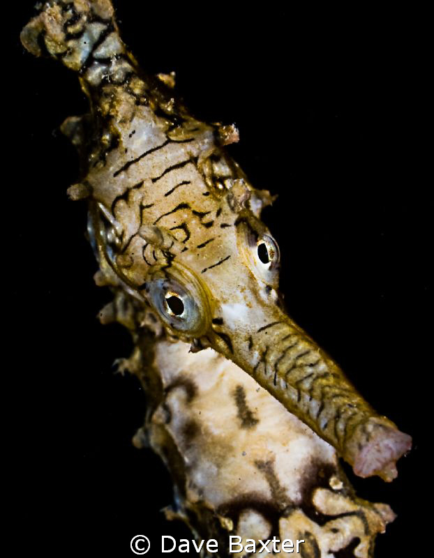 another seahorse - trying to eye me off by Dave Baxter 