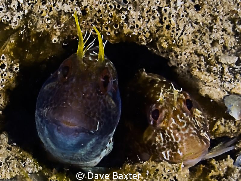 twins !!!! or brother and sister ???? by Dave Baxter 