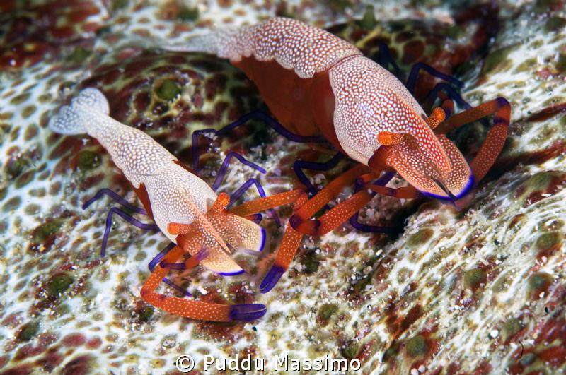 a couple of periclemenes imperator,nikon d2x 60mm micro by Puddu Massimo 