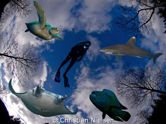 Dreaming
Original image shot with fisheye in forrest nea... by Christian Nielsen 
