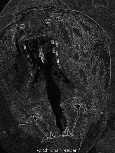Spotface Moray converted to B/W and then applied filter c... by Christian Nielsen 